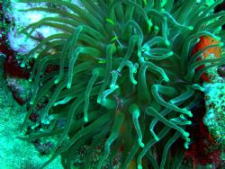 Shot in Dominica...can't find Nemo there! by Tina Perkins 
